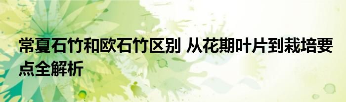 常夏石竹和欧石竹区别 从花期叶片到栽培要点全解析